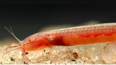 New Blind Aquifer Fish Discovered in Northeast India