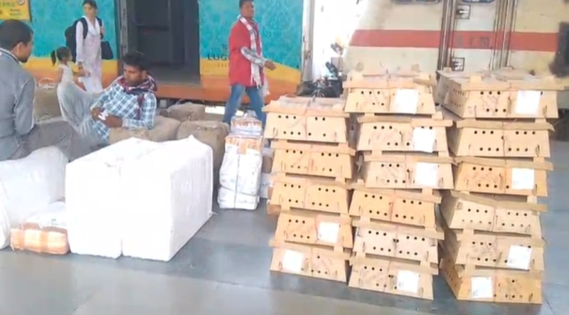 Bilaspur Admin Bans Sale of Chicken Amid Bird Flu Alert