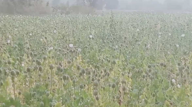 Illegal Farming of Opium Exposed in Balrampur
