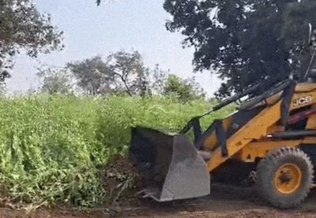 Political Controversy Intensifies After Police Destroys Opium Cultivation