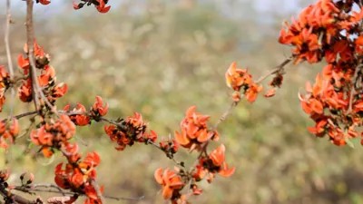 Three New Rove Beetle Species Discovered in Arunachal Pradesh