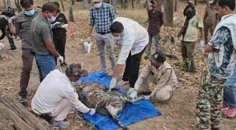Carcass of Male Tiger Cub Found in Kanha National Park