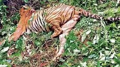 Tiger Found Dead in Goa Forest, Teeth Nails Missing