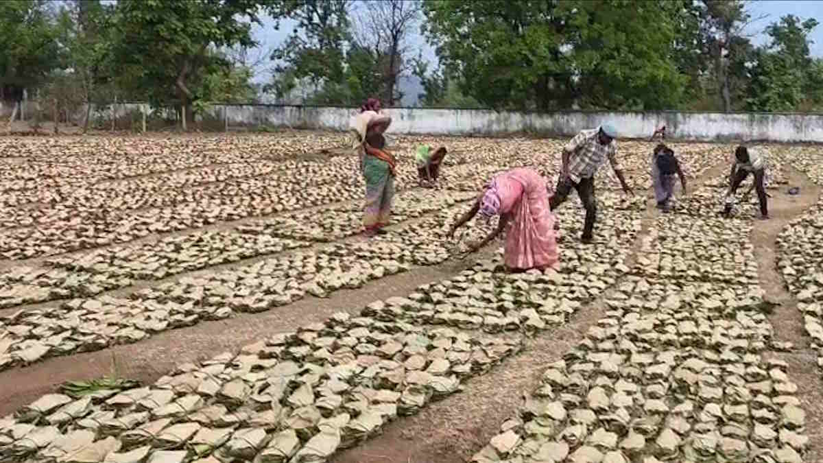 Termite Infestation Threatens Thousands of Rain-soaked Tendu Leaf Bundles