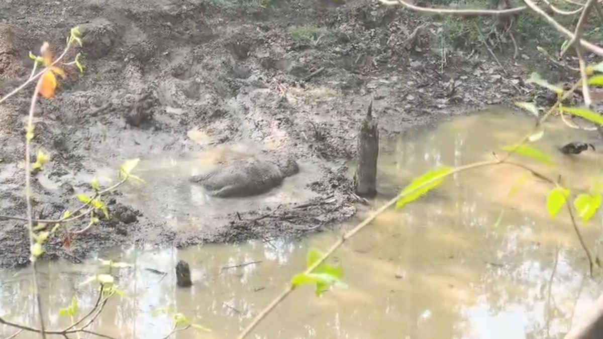 Elephant Calf Dies in Swamp, Forest Department Faces Questions
