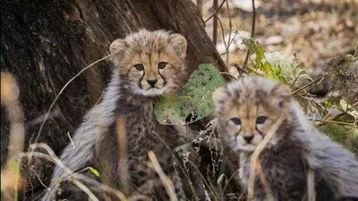 Four Cheetah Cubs Found Dead at Kuno National Park; Leopard Attack