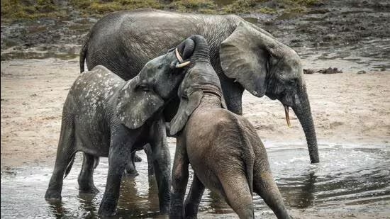 Three Elephant Calves Die in 17 Days in Chhattisgarh