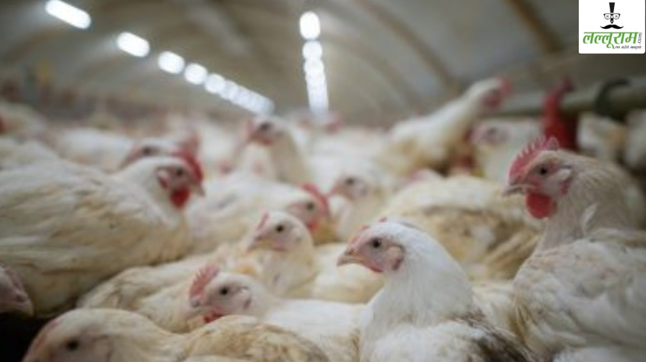 chickens