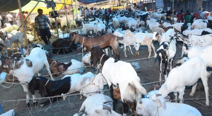 Violent Clashes Erupts in Mira Road For Illegally Stocking Goats