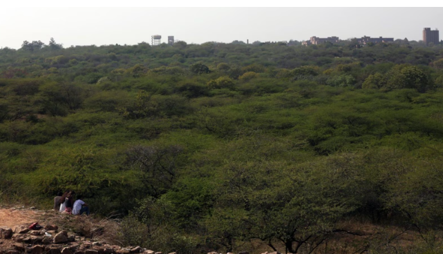 Delhi Government Grants ‘Reserved Forest’ Status to Central Ridge After Three-Decade Wait