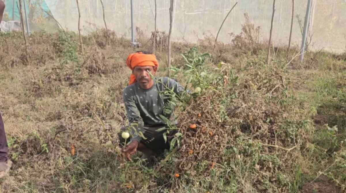 Scorching Heat Threatens Crops and Farmers’ Livelihood