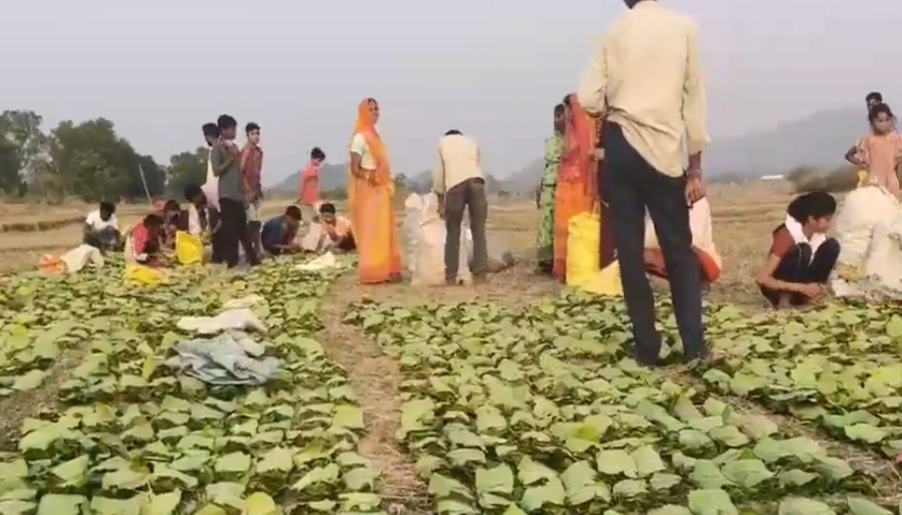 Chhattisgarh: Thousands Benefit from Tendu Leaf Collection Scheme in Balrampur
