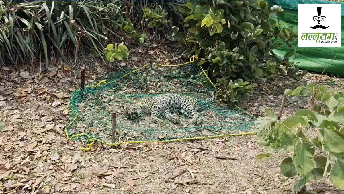 Leopard found dead in Mungeli after suspected territorial clash