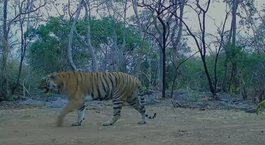 Tigress spotted in Udanti-Sitanadi Tiger Reserve after 8 years, raising hopes for tiger revival in Chhattisgarh