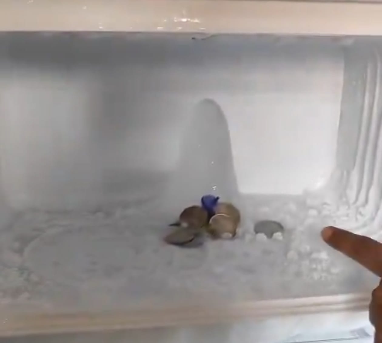 Ice formation resembling Shivling draws devotees at Agra home