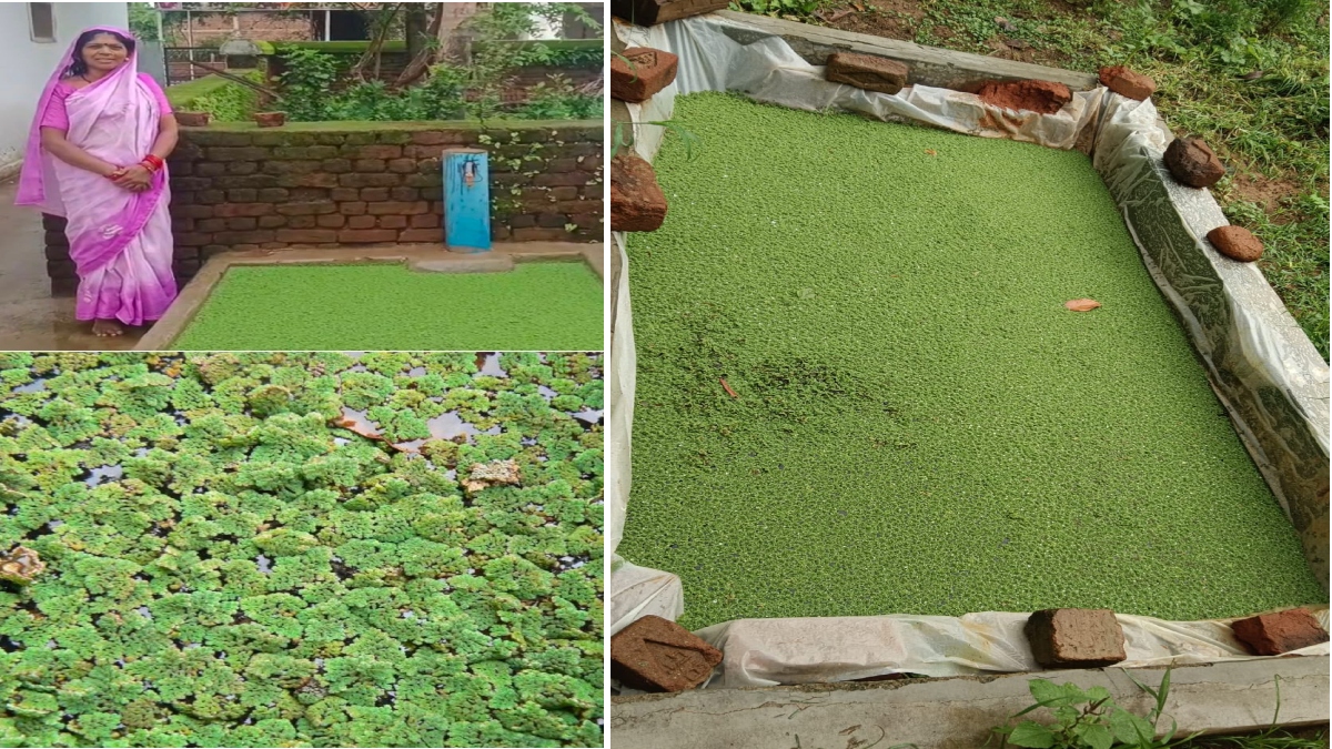 Chhattisgarh: Tribal women in Dhamtari’s Amali village turn Azolla farming into a source of income