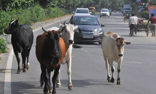Tamil Nadu government challenges blanket cow slaughter ban imposed by Madras High Court