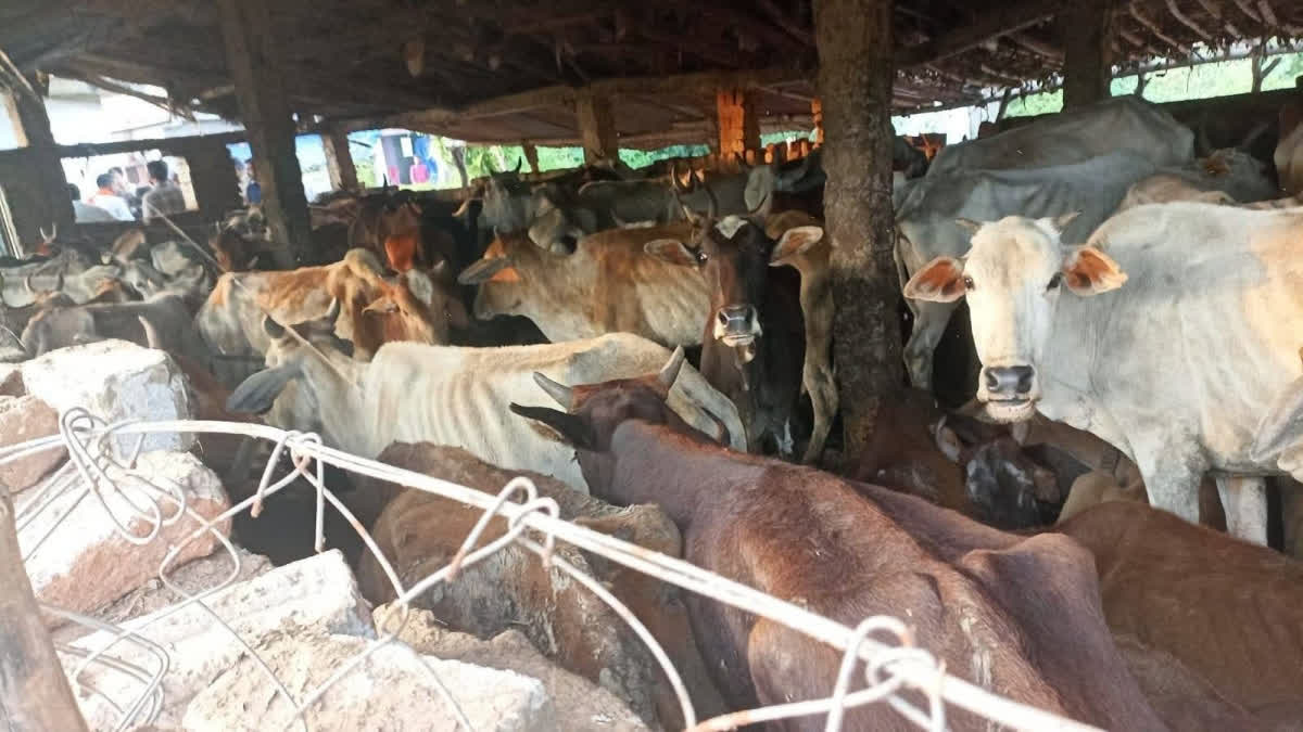 Six cattle die at Panchayat-run shelter in Chhattisgarh’s Bilaspur