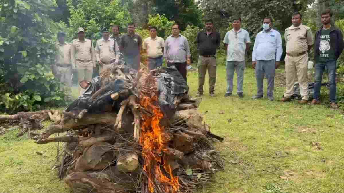 Tiger found dead under mysterious circumstances in Bandhavgarh Tiger Reserve