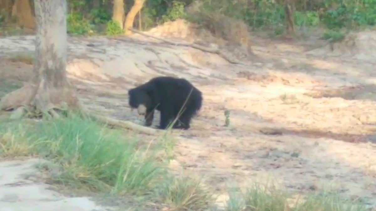 Chhattisgarh: Two villagers injured in Bear attack in Dhamtari, panic grips area