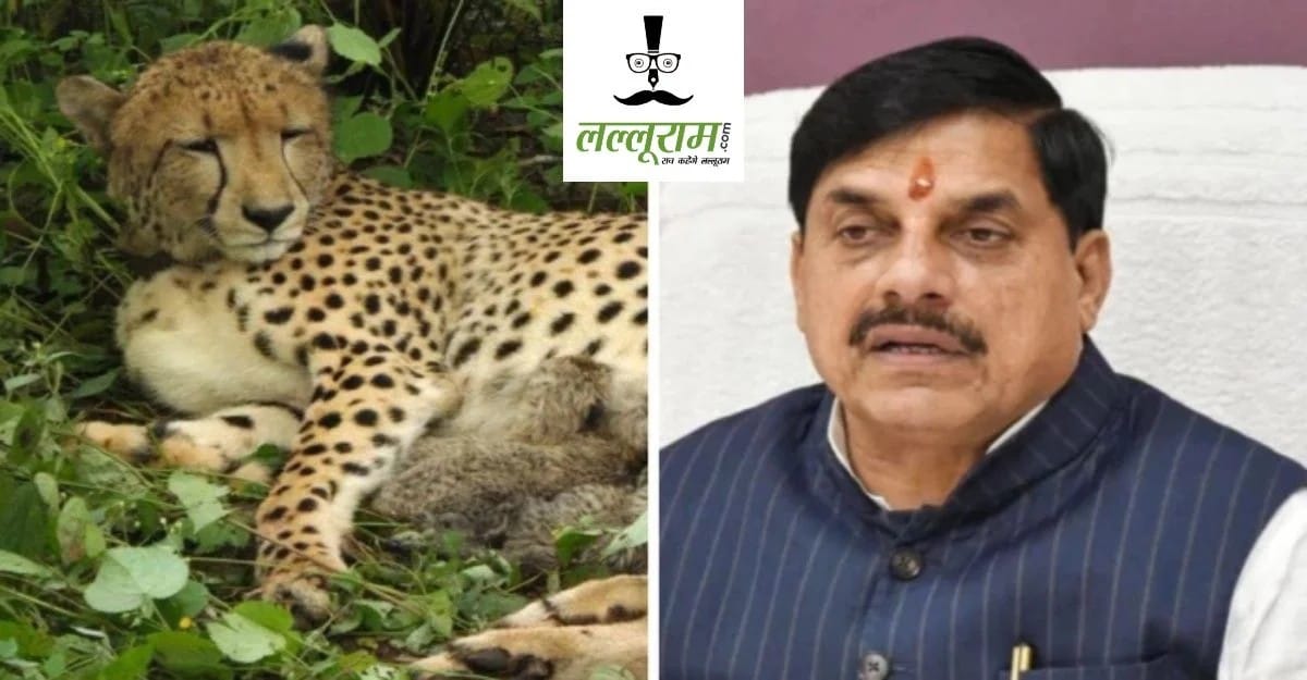 Madhya Pradesh’s Gandhi Sagar Sanctuary gets fourth Cheetah ‘Radha’