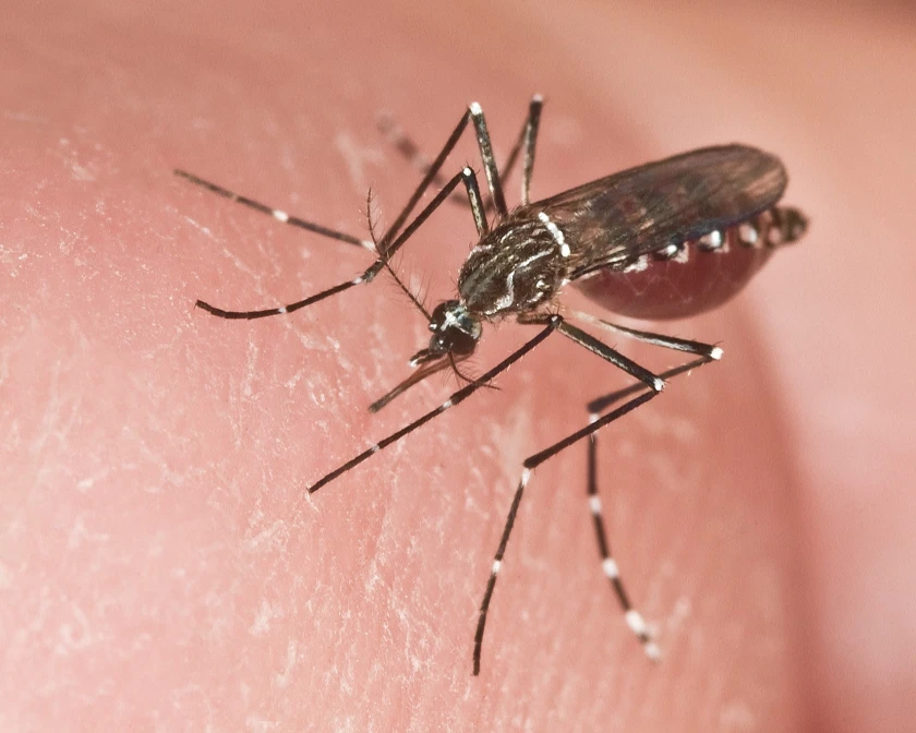 Dengue cases on the rise in West Bengal, 2500 cases added in a month