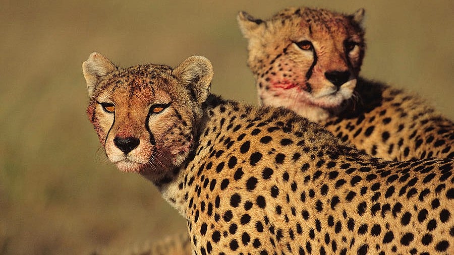 Fear grips residents of Tiktoli village as Cheetahs from KNP flee