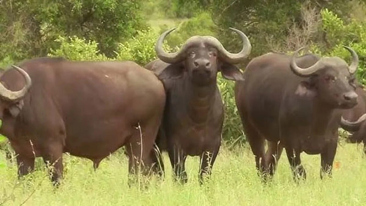 Madhya Pradesh releases eight wild buffaloes into Kanha Tiger Reserve