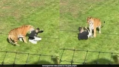 UK Zoo Tiger kills man after he enters enclosure, park rules out Euthanasia
