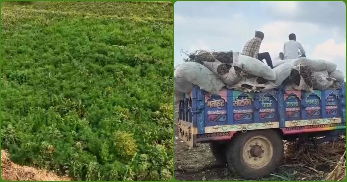 Dhar Police seize 67.29 quintals of cannabis worth ₹24 Crore